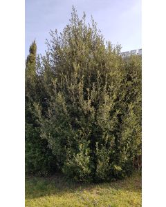 Quercus Ilex (semis) / Chêne vert
