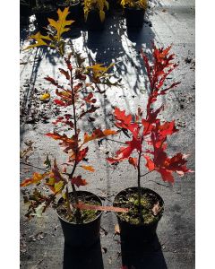 Quercus palustris / Chêne des marais