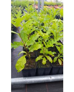 Quercus palustris / Chêne des marais