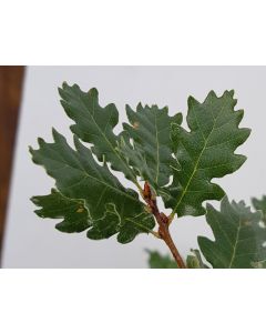 Quercus toza / Chêne tauzin