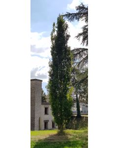 Quercus robur 'Fastigiata Koster' / Chêne pédonculé pyramidal