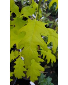 Quercus rubra 'Boltes gold' / Chêne rouge d'Amérique à feuilles jaunes