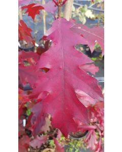 Quercus rubra / Chêne rouge d'Amérique