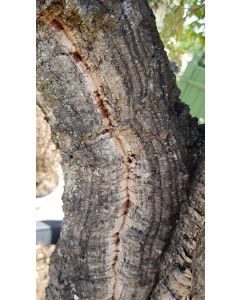 Quercus suber (semis) / Chêne liège