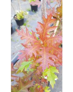 Quercus texana 'New Madrid'  / Chêne rouge du Texas