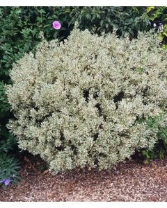Rhamnus alaternus 'Argenteovariegata' / Alaterne panaché
