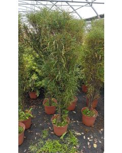 Rhamnus frangula FINE LINE® 'Ron Williams' / Bourdaine