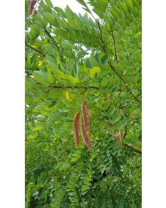 Robinia pseudoacacia 'Pusztavacs' (De semis) / Robinier 