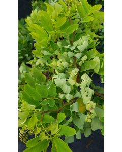 Robinia pseudoacacia Twisty Baby® 'Lace Lady' / Acacia nain tortueux