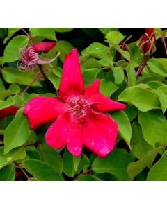 Rosa chinensis 'Sanguinea' / Rosier de Chine rouge
