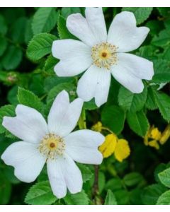 Rosa sempervirens / Rosier toujours vert