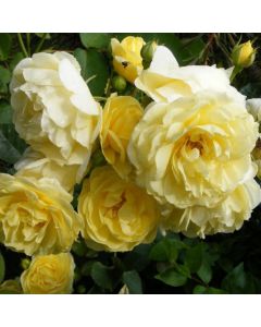 Rosa 'The Fairy Yellow' / Rosier Couvre-sol 'The Fairy Jaune'