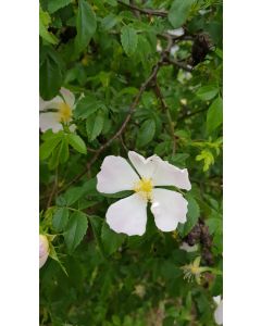 Rosa canina / Églantier