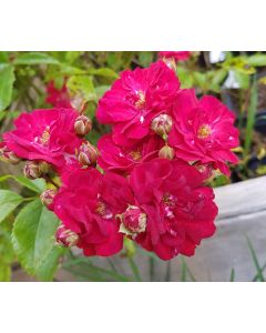 Rosa FAIRY DANCE 'Harward' / Rosier Couvre-sol FAIRY DANCE 'Harward'