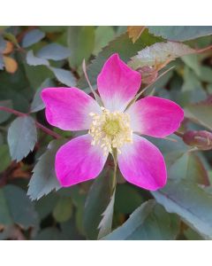 Rosa glauca / Églantier à feuilles rougeâtres