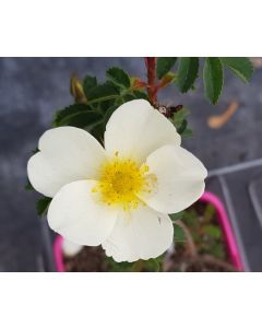 Rosa pimpinellifolia (Semis) / Rosier pimprenelle