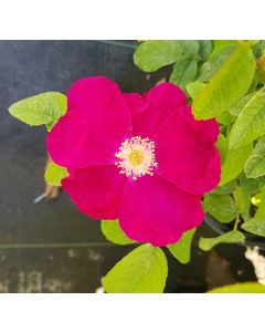 Rosa rugosa 'Carmen' / Rosier rugueux Carmen
