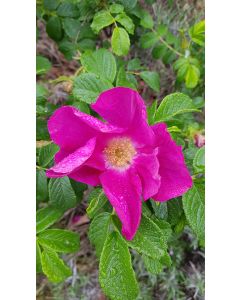 Rosa rugosa 'Rubra' / Rosier rugueux rouge