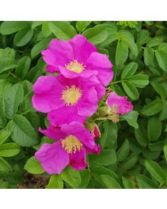 Rosa rugosa / Rosier rugueux