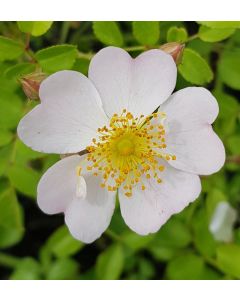 Rosa SANS CONTRAINTES® ROSE DU SOLEIL 'Korlitare'/ Rosier Couvre-sol