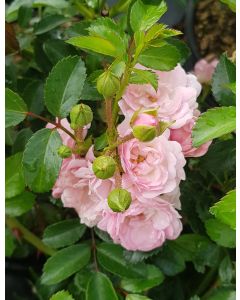 Rosa 'Pablito' / Rosier Couvre-sol