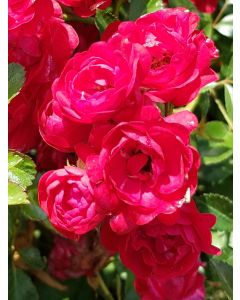 Rosa 'The Fairy Rood' / Rosier Couvre-sol 'Fairy Rood'