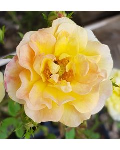 Rosa 'The Fairy Yellow' / Rosier Couvre-sol 'The Fairy Jaune'