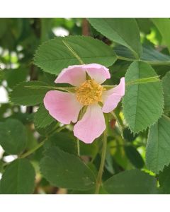 Rosa villosa 'Karpatia' / Rosier velu