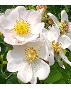 Rosa multiflora 'Inermis' / Rosier multiflore