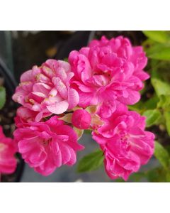 Rosa FAIRY DARK® 'V19' / Rosier Couvre-sol