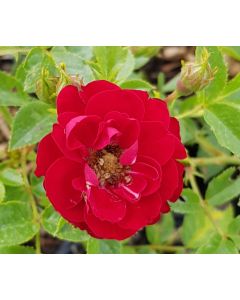 Rosa 'Fairy Donkerrood' / Rosier Couvre-sol