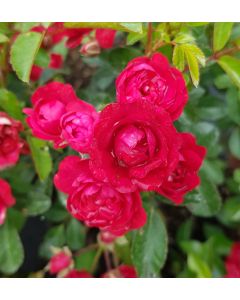 Rosa HARNEATLY 'Fairy Red 82' / Rosier Couvre-sol