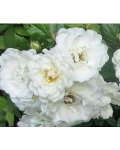 Rosa 'The Fairy White' / Rosier Couvre-sol 'The Fairy Blanc'