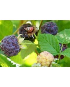 Rubus idaeus 'Glen Coe' / Framboisier à fruits pourpres (Non remontant)