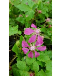 Rubus arcticus 'Beata' / Framboisier nain artique