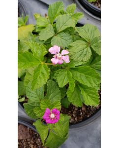 Rubus arcticus 'Marika' / Framboisier nain arctique