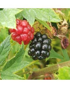 Rubus fruticosus 'Oregon' / Murier 'Oregon' (Sans épine)