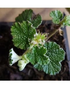 Rubus hayata-koidzumii / Framboisier rampant de Taïwan