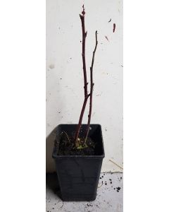 Rubus pectinarioides 'Hara' / Framboisier colonnaire