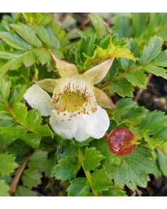 Rubus taiwanicola / Mûre rampant de Taïwan
