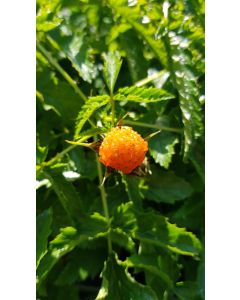 Rubus xanthocarpus / Ronce à fruits jaunes