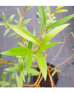 Salix alba 'Chermesina' / Osier rouge