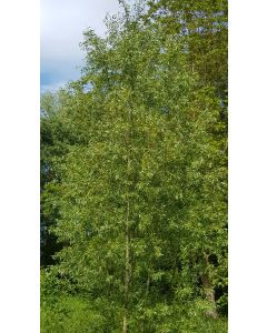 Salix alba  / Saule blanc