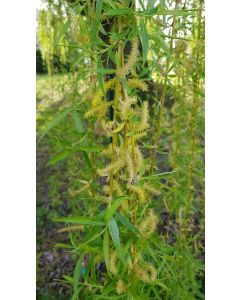 Salix alba 'Tristis'  / Saule pleureur