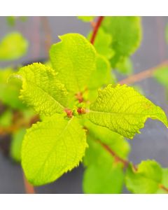 Salix aurita / Saule à oreilles