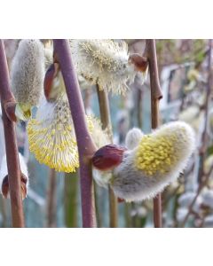 Salix caprea / Saule marsault