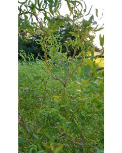  Salix x erythroflexuosa / Saule tortueux jaune