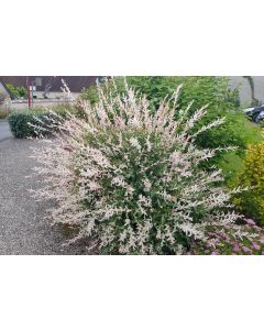 Salix integra 'Hakuro-Nishiki' / Saule crevette