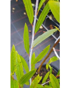 Salix irrorata / Saule à rameaux bleus