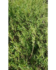 Salix purpurea 'Nana' / Osier Pourpre